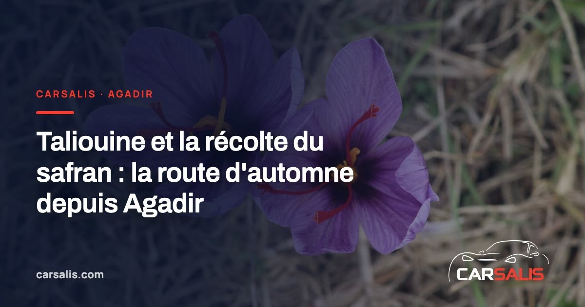 Fleurs de crocus violettes de safran dans un champ de montagne